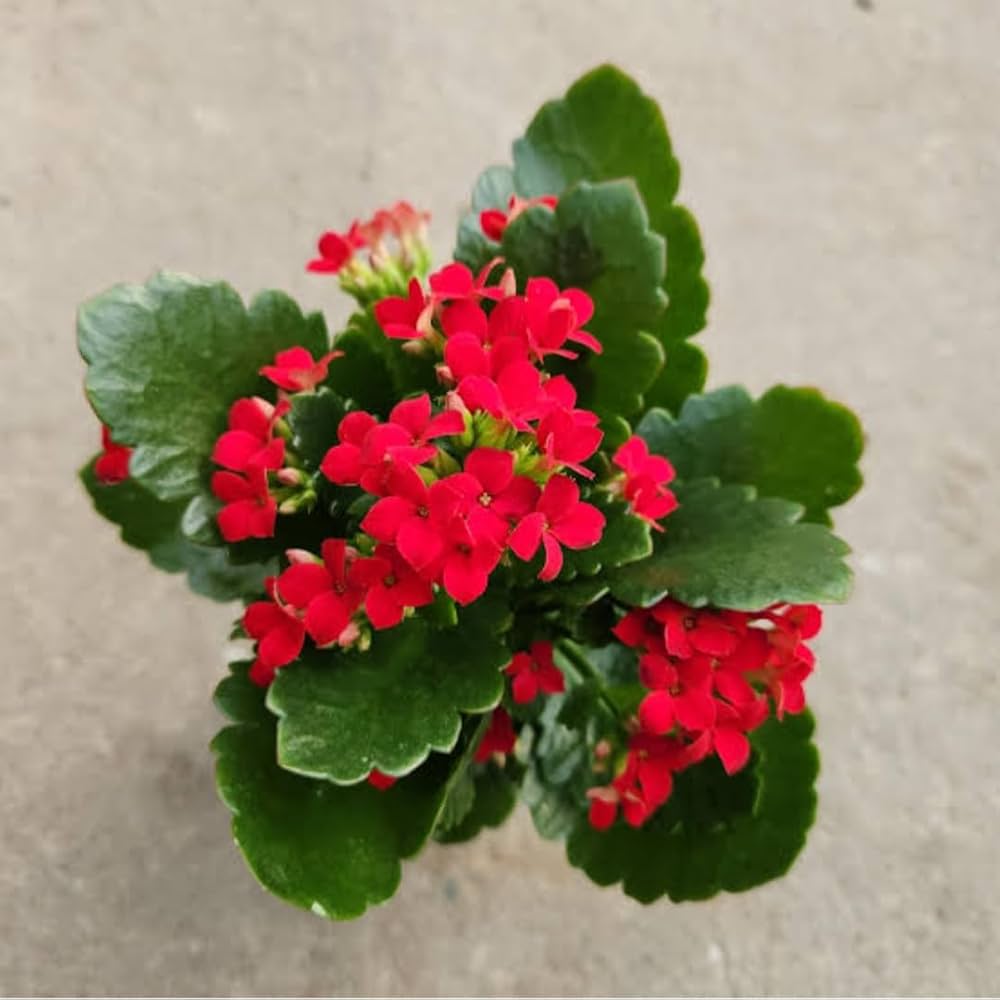 Rot Flammendes Käthchen Blumensamen zur Aussaat Schnitt Blume beliebt Traditionssorte & ohne Gentechnik Samen Hausgarten