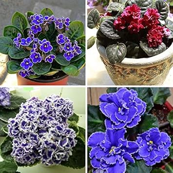 Light blau rosa fuchsia blume samen for anpflanzung pollinator friendly heirloom & gmo free samen for home garten
 
 sale for anpflanzung in home garten