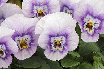 Veilchen Sorbet XP Rosa Halo Samen elegant Rosa Gartenblumen