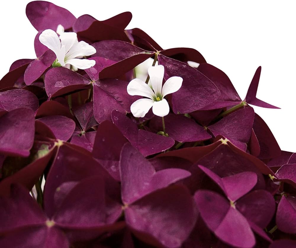 Oxalis corymbosa blume samen for anpflanzung - perfect for borders, heirloom & gmo free samen for home garten
 
 sale for anpflanzung in home garten.