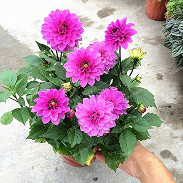 Mini dahlia vera bag for bonsai anpflanzung