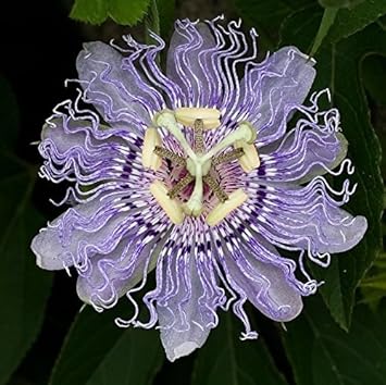 Lila passiflora blume samen for anpflanzung - sun loving, heirloom & gmo free samen for home garten
 
 sale for anpflanzung in home garten