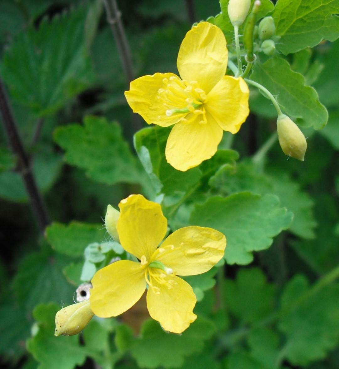 Chelidonium celandine blume samen for anpflanzung - pollinator friendly, heirloom & gmo free samen for home garten
 
 sale for anpflanzung in home garten