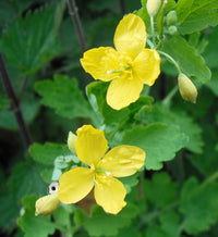 Chelidonium celandine blume samen for anpflanzung - pollinator friendly, heirloom & gmo free samen for home garten
 
 sale for anpflanzung in home garten