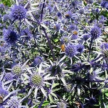 Blau eryngium alpinum blume samen for anpflanzung - premium quality, heirloom & gmo free samen for home garten
 
 sale for anpflanzung in home garten
