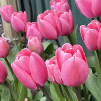 Rosa Odorous Tulpe Blumensamen zur Aussaat – lang Blüte Saison – Traditionssorte & ohne Gentechnik Samen Hausgarten