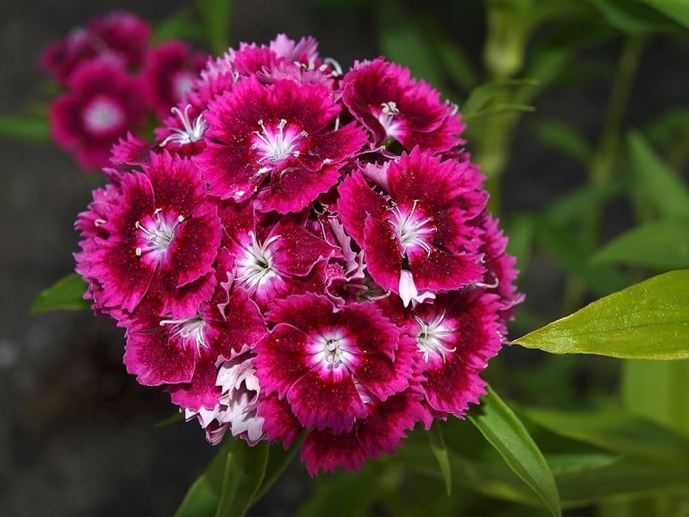 Sweet william dianthus barbatus samen for anpflanzung in blume border