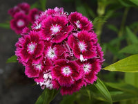 mehrfarbig Sweet Scabious Blumensamen