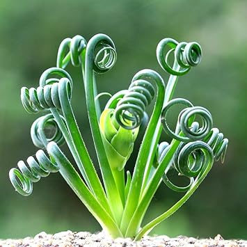 Spiralis blume samen for anpflanzung - sun loving, heirloom & gmo free samen for home garten
 
 sale for anpflanzung in home garten