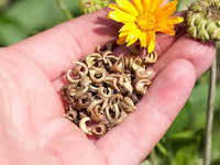 Calendula Blumensamen zur Aussaat Hausgarten Blume Beet