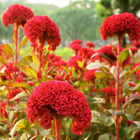Cockscomb Celosia Cristata Blumensamen (Hahnenkammblumensamen)