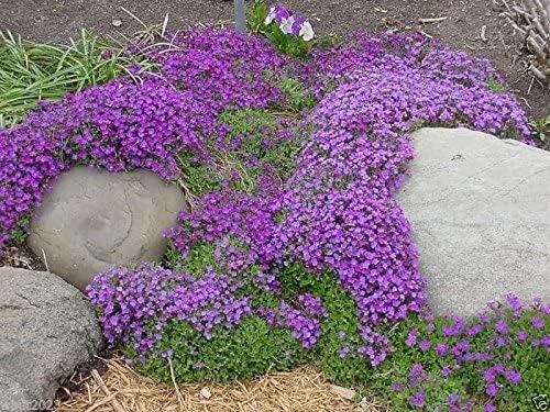 Aubrieta samen: perfect for rock garten anpflanzung blume samen