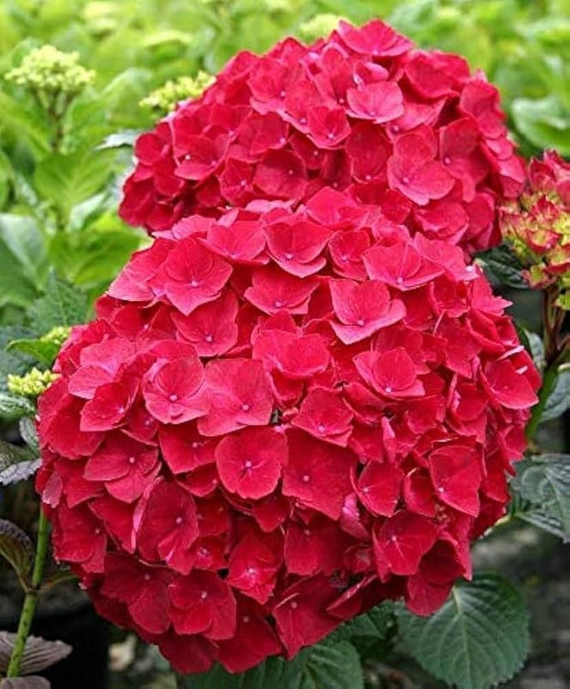 Hydrangea tohum blume pflanzen for garten