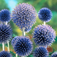 Blau ritro blume samen for anpflanzung - seasonal bloomer, heirloom & gmo free samen for home garten
 
 sale for anpflanzung in home garten.