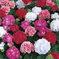 Gemischt Geranie Samen leuchtend Gartenblumen
