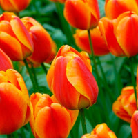 Orange tulip blume samen for anpflanzung - easy to grow, heirloom & gmo free samen for home garten
 
 sale samen for home garten