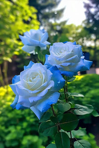 Himmelblau Grey Rose Blumensamen zur Aussaat duftend Blüten Traditionssorte & ohne Gentechnik Samen Hausgarten