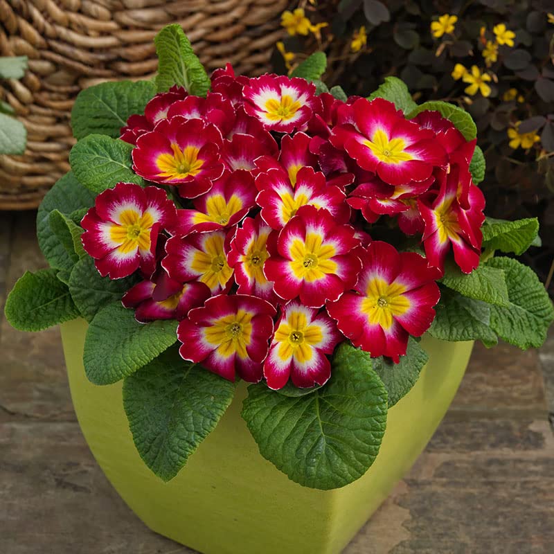 Mini Europe Schlüsselblume Blumensamen leuchtend – klein Garten Blüten