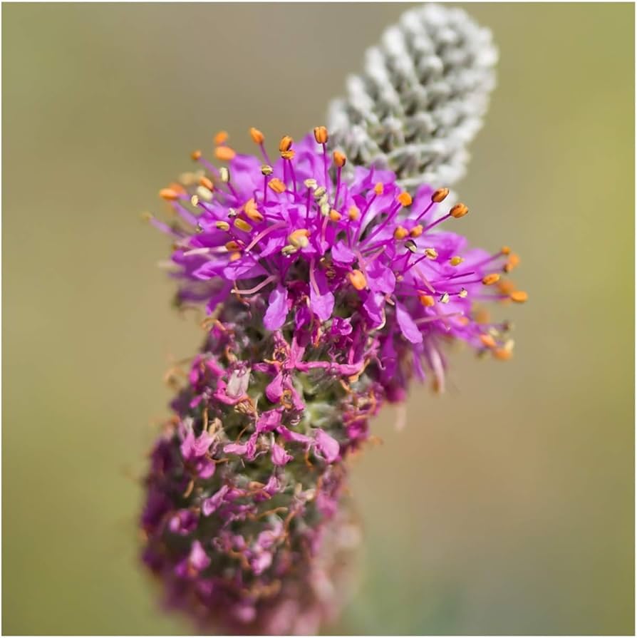 Lila clover trifolium purpureum samen for anpflanzung in pollinator garten