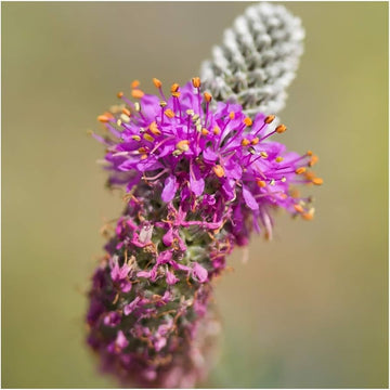 Lila clover trifolium purpureum samen for anpflanzung in pollinator garten