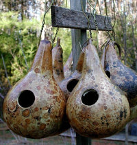 Kettle gourd samen für aussaat große fruits gemüse samen