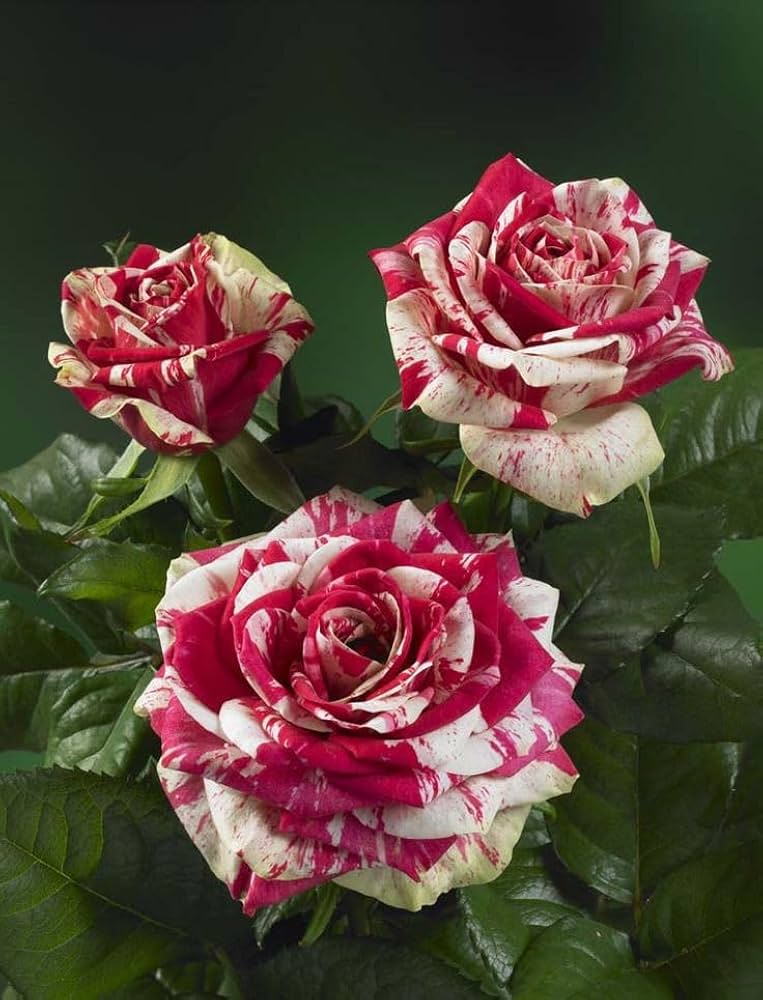 Rose Rosa Blumensamen zur Aussaat