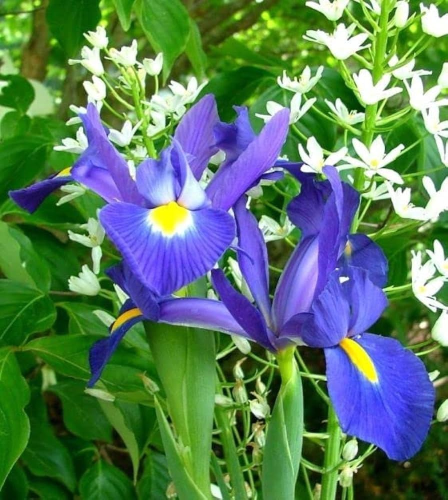 Gemischt Iris Iris spp Blumensamen zur Aussaat Blume Beet und Garten