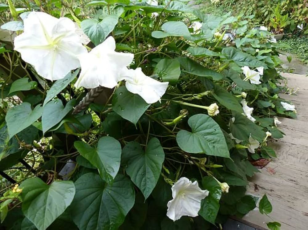Moonflower Ipomoea alba Samen zur Aussaat Night Gärten