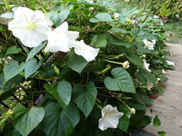 Moonflower Ipomoea alba Samen zur Aussaat Night Gärten