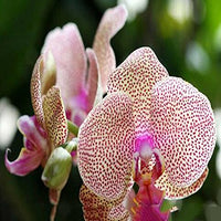 Creme Schmetterlingsorchidee Orchidee Blumensamen zur Aussaat – lang Blüte Saison – Traditionssorte & ohne Gentechnik Samen Hausgarten