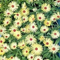 Gelb rot ice blume samen for anpflanzung - hardy variety, heirloom & gmo free samen for home garten
 
 sale for anpflanzung in home garten.