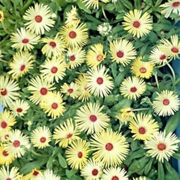 Gelb rot ice blume samen for anpflanzung - hardy variety, heirloom & gmo free samen for home garten
 
 sale for anpflanzung in home garten.