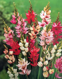 Ixia Blumensamen zur Aussaat – Bestäuber freundlich – Traditionssorte & ohne Gentechnik Samen Hausgarten