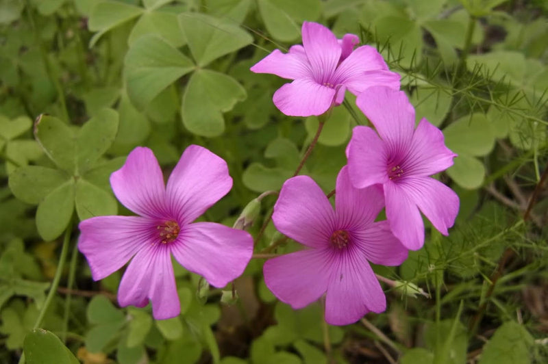 Oxalis articulata blume samen for anpflanzung - perfect for borders, heirloom & gmo free samen for home garten
 
 sale for anpflanzung in home garten.