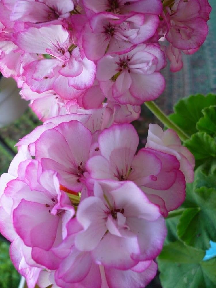 Violett Rosa Geranie Blumensamen zur Aussaat lang Blüte Saison Traditionssorte & ohne Gentechnik Samen Hausgarten