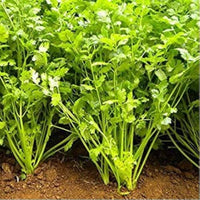 kaufen coriander vegetables samen light green für pflanzung Stück, 100 Stück