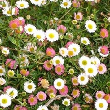 Mixed karvinskianus blume samen for anpflanzung - premium quality, heirloom & gmo free samen for home garten
 
 sale samen for anpflanzung in home garten