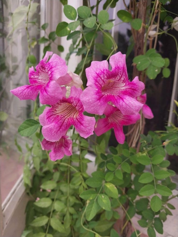 Rosa Cape Tecoma Honeysuckle Blumensamen zur Aussaat Landhaus Garten wichtig Traditionssorte & ohne Gentechnik Samen Hausgarten