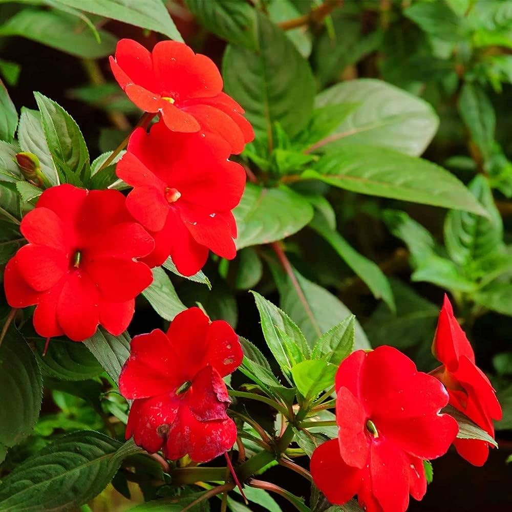 Impatiens Impatiens balsamina Blau Frühling Samen zur Aussaat für Innenräume pots outdoor Halbschatten