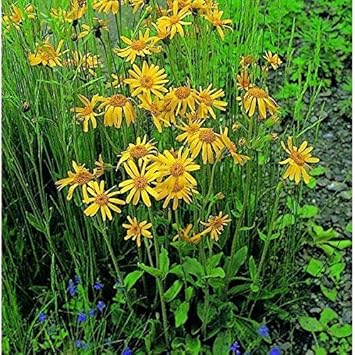 Gelb mountain arnica blume samen for anpflanzung - garten favorite, heirloom & gmo free samen for home garten
 
 sale samen for home garten