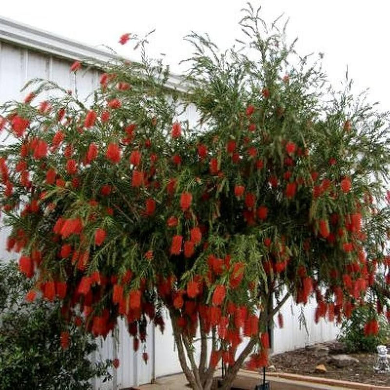 Callistemon citrinus samen for anpflanzung in patio garten