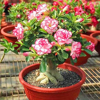 Wüstenrose Blumensamen zur Aussaat – saisonal Dauerblüher – Traditionssorte & ohne Gentechnik Samen Hausgarten