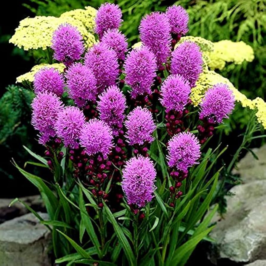 Blazing Star Liatris spicata Samen zur Aussaat Blume Beds