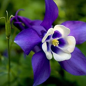 dunkel Violett Akelei Blumensamen zur Aussaat farbenfroh Schau Traditionssorte & ohne Gentechnik Samen Hausgarten