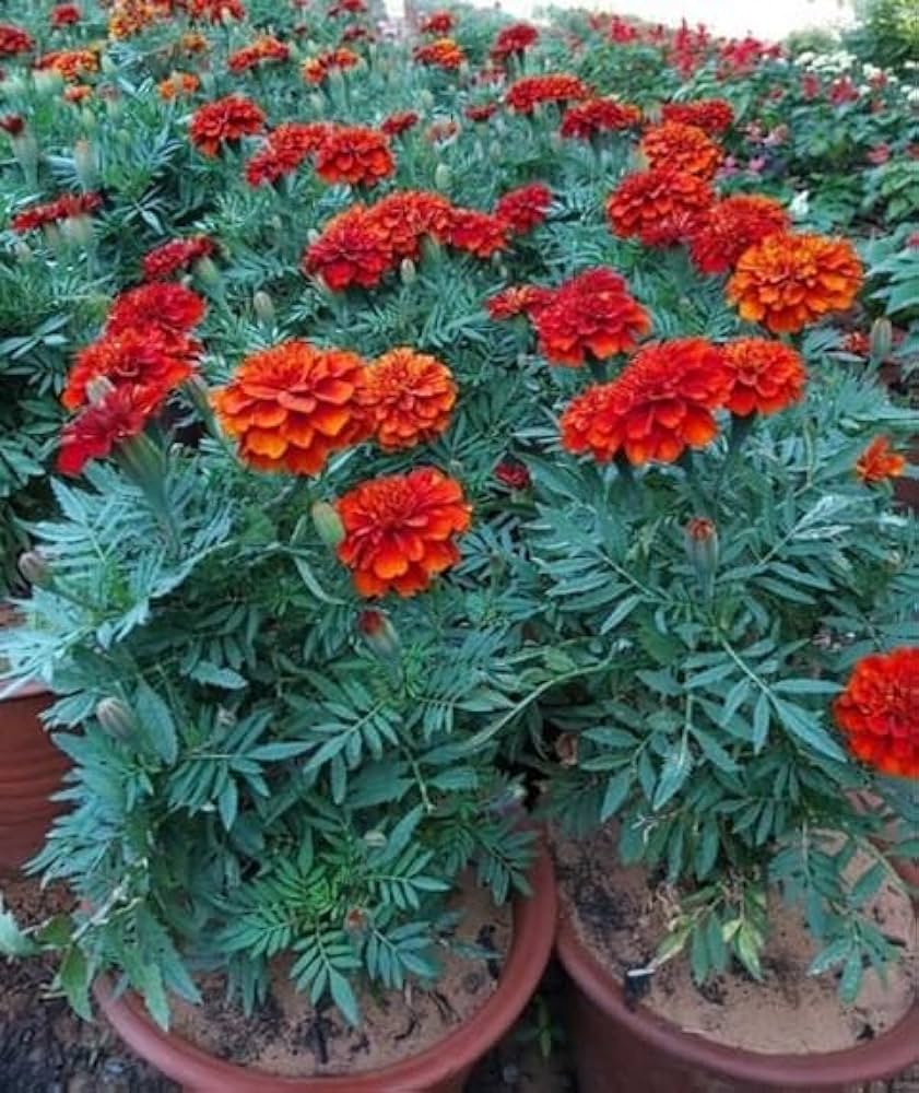 Rot Blume Pot Blumensamen zur Aussaat – leuchtend – Traditionssorte & ohne Gentechnik Samen Hausgarten
