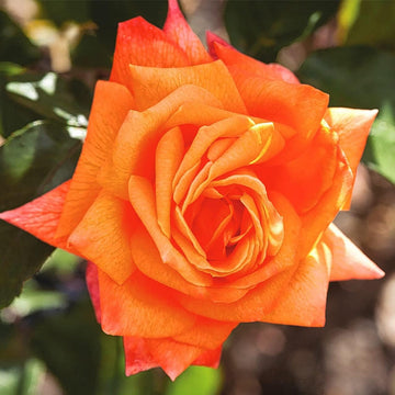 Dark orange rose blume samen for anpflanzung - vibrant colors, heirloom & gmo free samen for home garten
 
 sale samen for anpflanzung in home garten