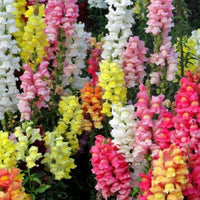 Snapdragon Samen (Anthirrhinum Majus) leuchtend Gartenblumen