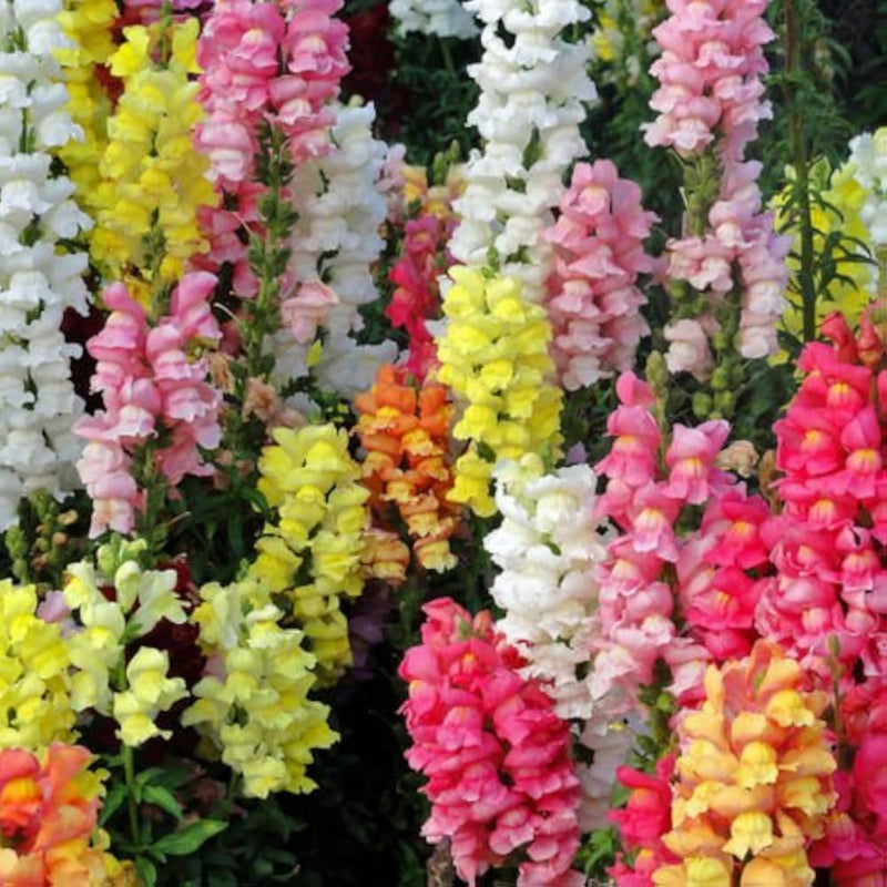 Snapdragon Blumensamen zur Aussaat Garten beliebt Traditionssorte & ohne Gentechnik Samen Hausgarten