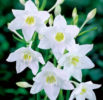 Perfume lily blume samen for fragrant, elegant blooms