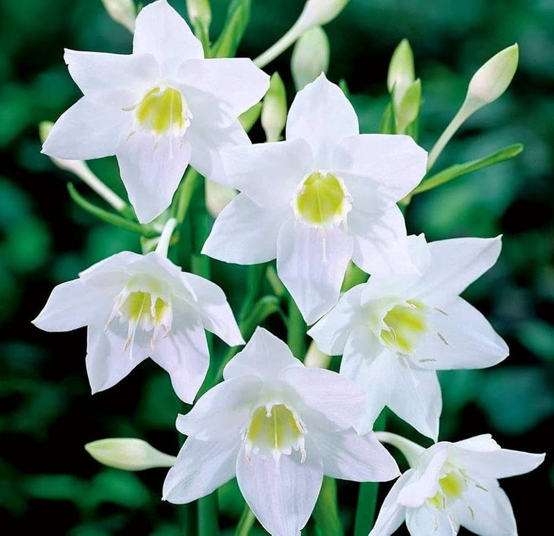 Perfume lily blume samen for fragrant, elegant blooms